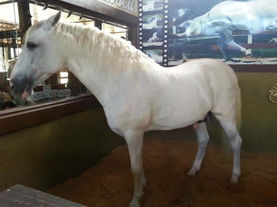 O cavalo ventania foi aposentado com as mesmas regalias deste cavalo branco aqui, do Beto Carrero