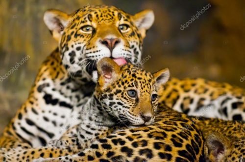depositphotos_20613741-stock-photo-jaguar-cubs