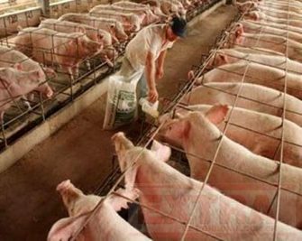 NOSSA CARNE ESTÁ EM ALTA – Depois da Coréia, agora o Canadá libera importação de carne do Brasil