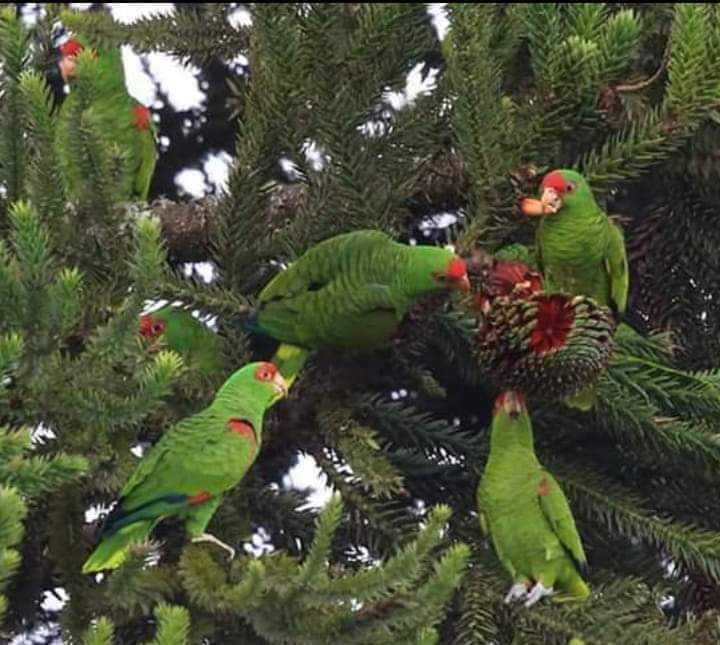 ESTIAGEM DO ANO PASSADO REDUZ SAFRA DO PINHÃO EM SC – A semente da “araucária do Paraná” também faz a festa dos papagaios